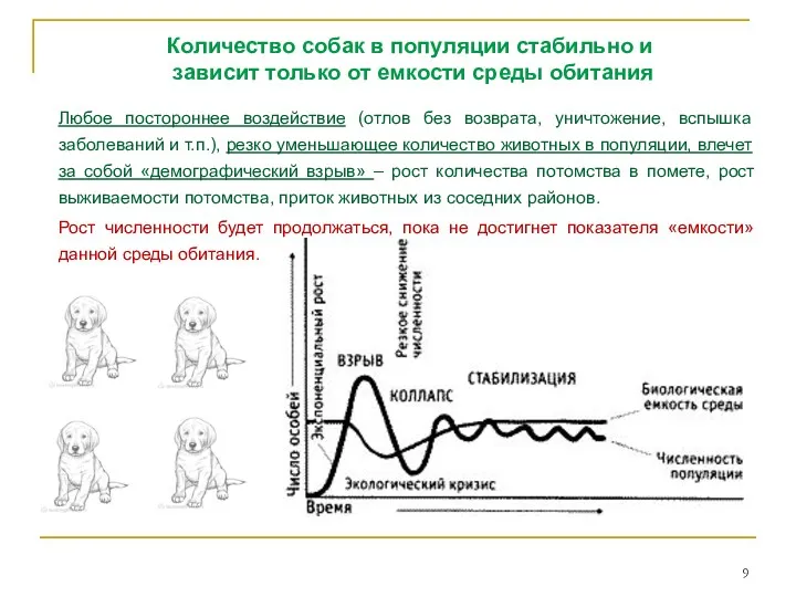 Количество собак в популяции стабильно и зависит только от емкости