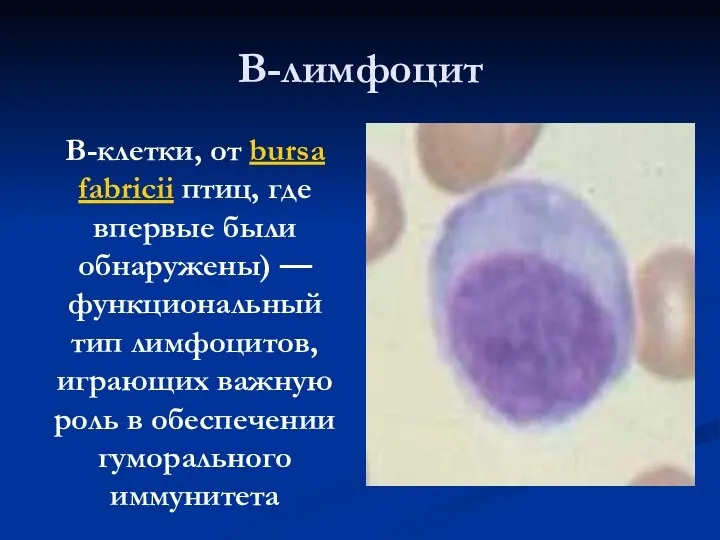 В-лимфоцит B-клетки, от bursa fabricii птиц, где впервые были обнаружены)