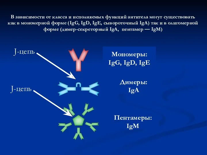 Мономеры: IgG, IgD, IgE Димеры: IgA Пентамеры: IgM В зависимости