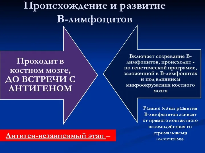 Происхождение и развитие В-лимфоцитов Антиген-независимый этап – Ранние этапы развития