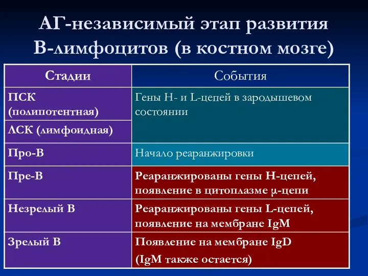 АГ-независимый этап развития В-лимфоцитов (в костном мозге)