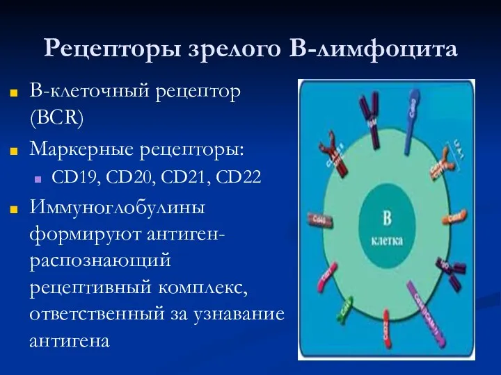 Рецепторы зрелого В-лимфоцита В-клеточный рецептор (BCR) Маркерные рецепторы: CD19, CD20,