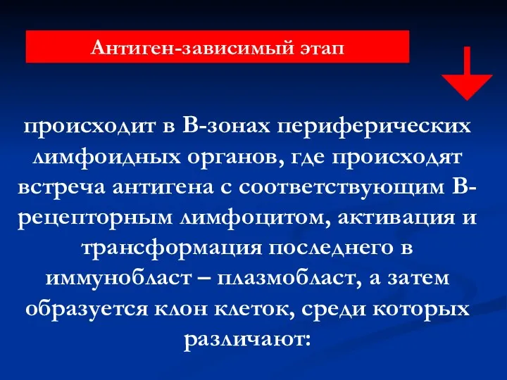 Антиген-зависимый этап происходит в В-зонах периферических лимфоидных органов, где происходят