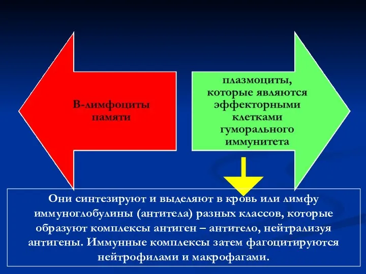 Они синтезируют и выделяют в кровь или лимфу иммуноглобулины (антитела)