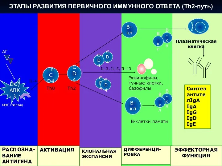 ЭФФЕКТОРНАЯ ФУНКЦИЯ ДИФФЕРЕН- ЦИРОВКА АКТИВАЦИЯ Tn CD4 CD4 Синтез антителIgA