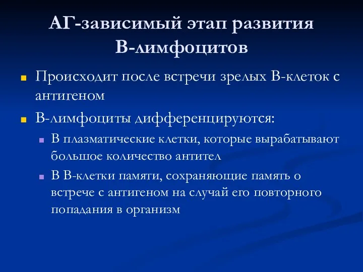 АГ-зависимый этап развития В-лимфоцитов Происходит после встречи зрелых В-клеток с