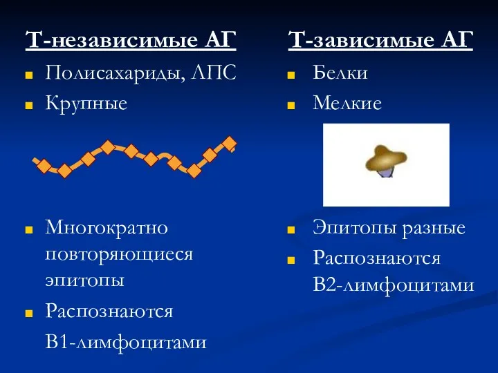 Т-независимые АГ Полисахариды, ЛПС Крупные Многократно повторяющиеся эпитопы Распознаются В1-лимфоцитами