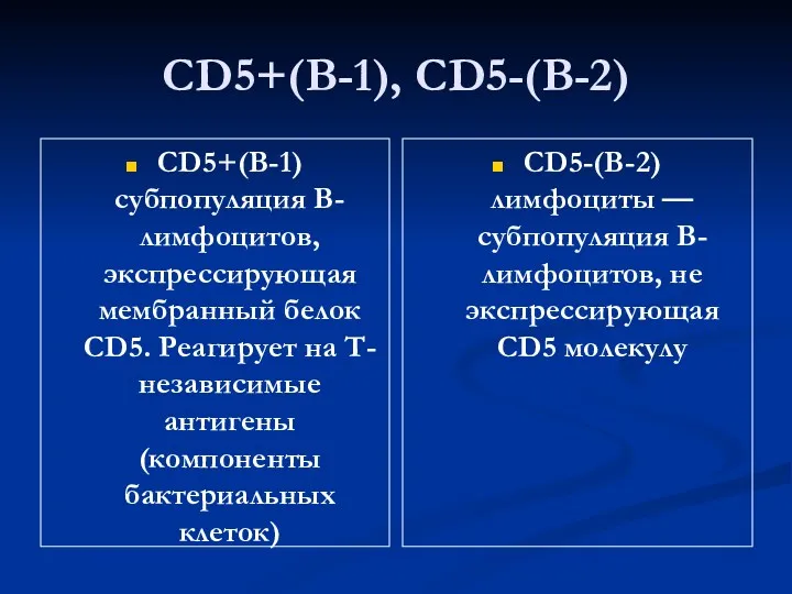 CD5+(В-1), CD5-(В-2) CD5+(В-1) субпопуляция В-лимфоцитов, экспрессирующая мембранный белок CD5. Реагирует