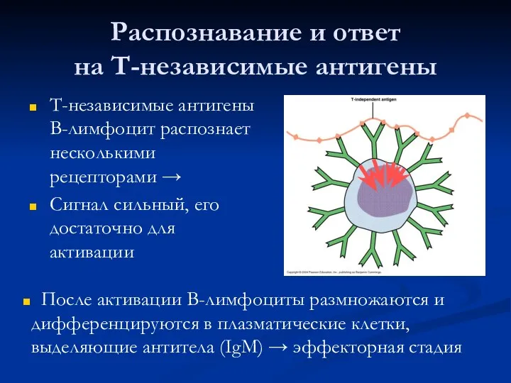 Распознавание и ответ на Т-независимые антигены Т-независимые антигены В-лимфоцит распознает