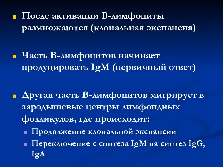 После активации В-лимфоциты размножаются (клональная экспансия) Часть В-лимфоцитов начинает продуцировать