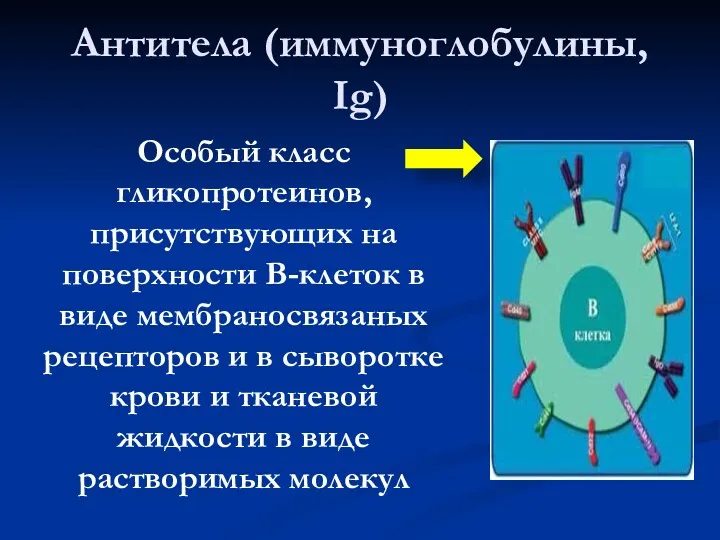 Антитела (иммуноглобулины, Ig) Особый класс гликопротеинов, присутствующих на поверхности В-клеток