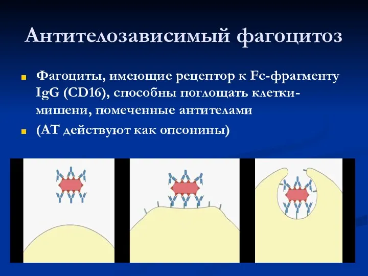 Фагоциты, имеющие рецептор к Fc-фрагменту IgG (СD16), способны поглощать клетки-мишени,