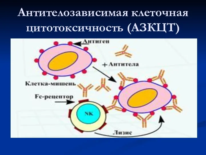 Антителозависимая клеточная цитотоксичность (АЗКЦТ)