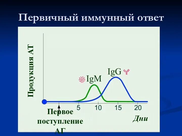 Первичный иммунный ответ Первое поступление АГ Дни Продукция АТ