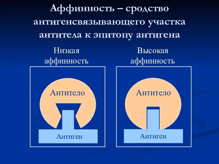 Аффинность – сродство антигенсвязывающего участка антитела к эпитопу антигена Антитело Антиген Высокая аффинность Низкая аффинность