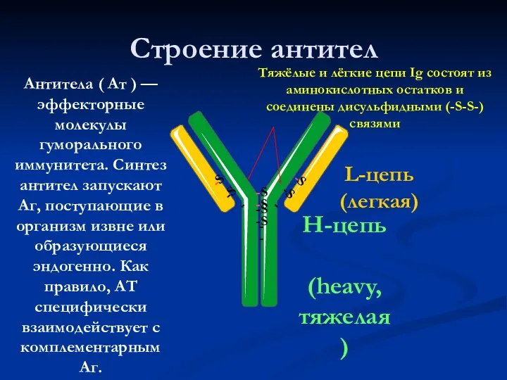 Строение антител H-цепь (heavy, тяжелая) L-цепь (легкая) -S-S- -S-S- -S-S-