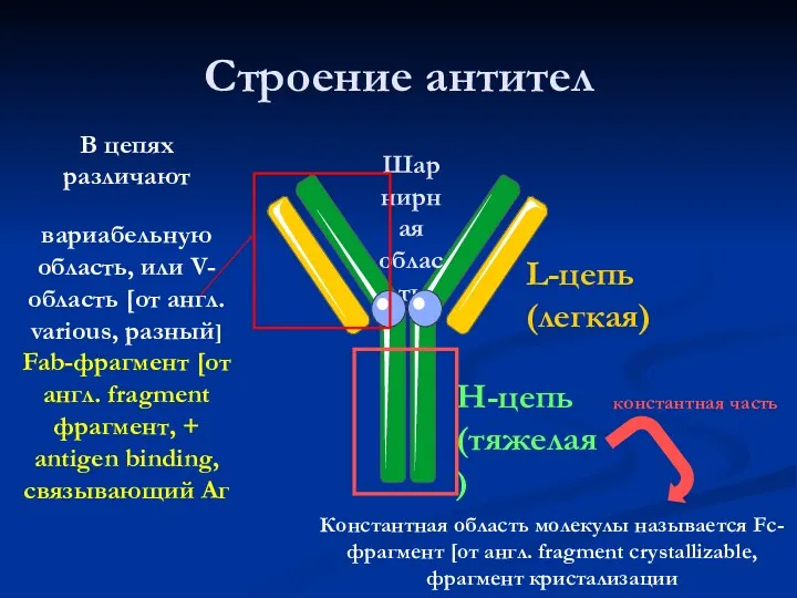 Строение антител H-цепь (тяжелая) L-цепь (легкая) Шарнирная область В цепях