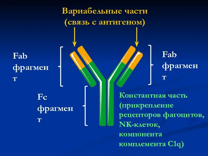 Fc фрагмент Константная часть (прикрепление рецепторов фагоцитов, NK-клеток, компонента комплемента C1q)