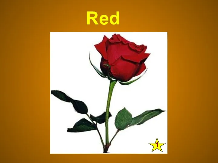 Red Rose 1