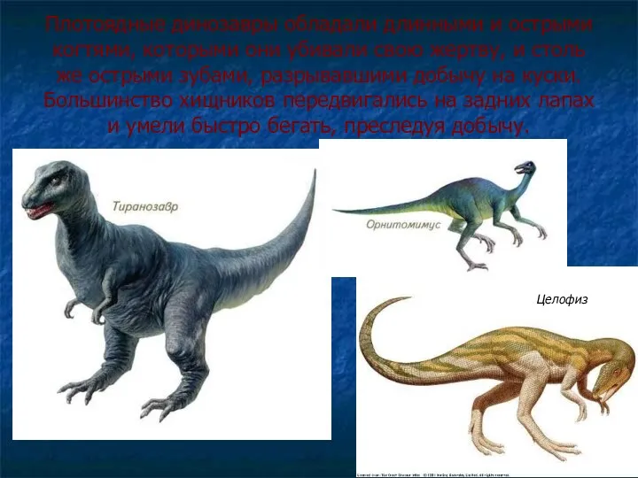 Плотоядные динозавры обладали длинными и острыми когтями, которыми они убивали