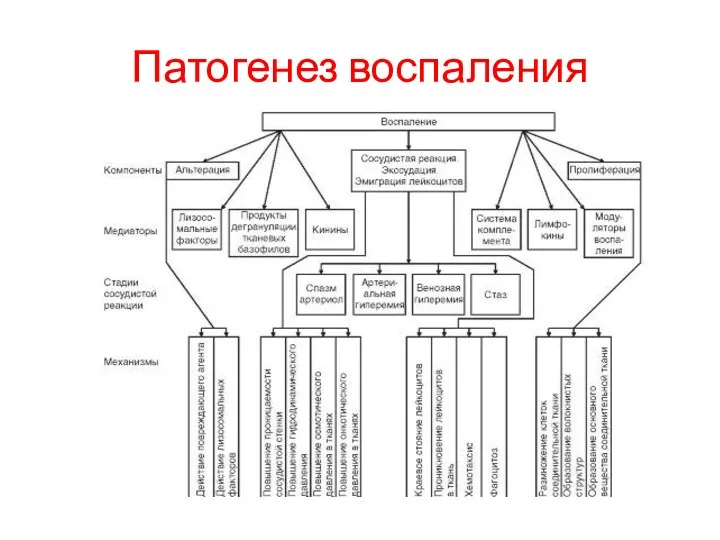 Патогенез воспаления