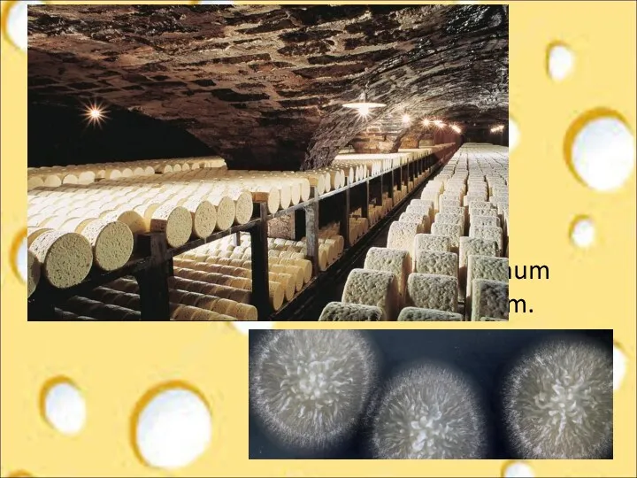 Geotrichum candidum.