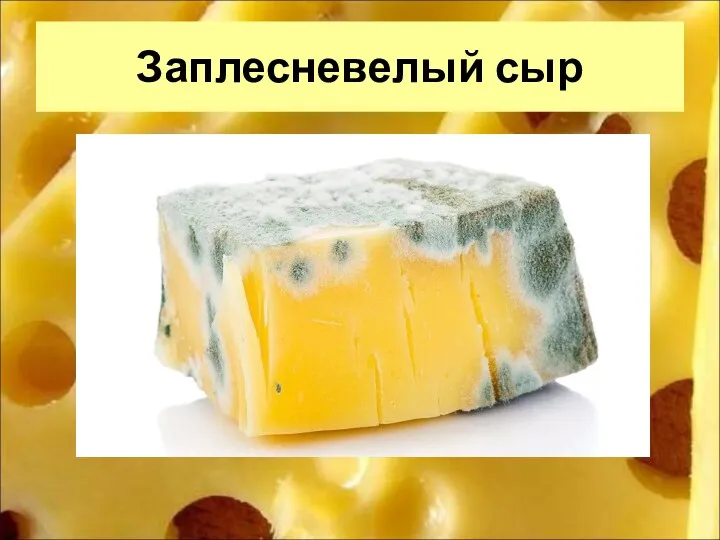 Заплесневелый сыр