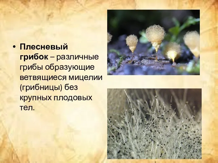 Плесневый грибок – различные грибы образующие ветвящиеся мицелии (грибницы) без крупных плодовых тел.