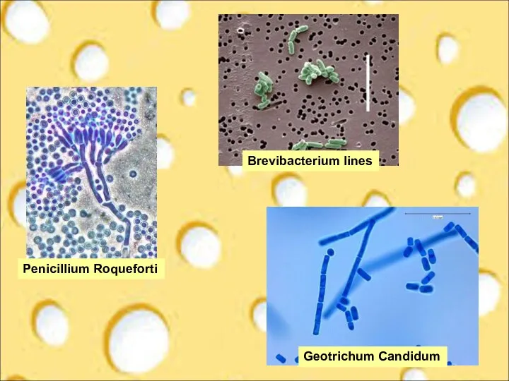 Penicillium Roqueforti Brevibacterium lines Geotrichum Candidum