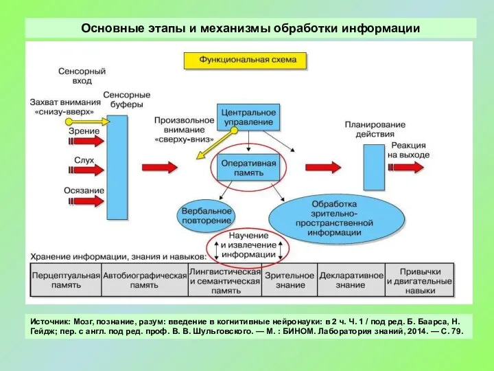 Основные этапы и механизмы обработки информации Источник: Мозг, познание, разум: