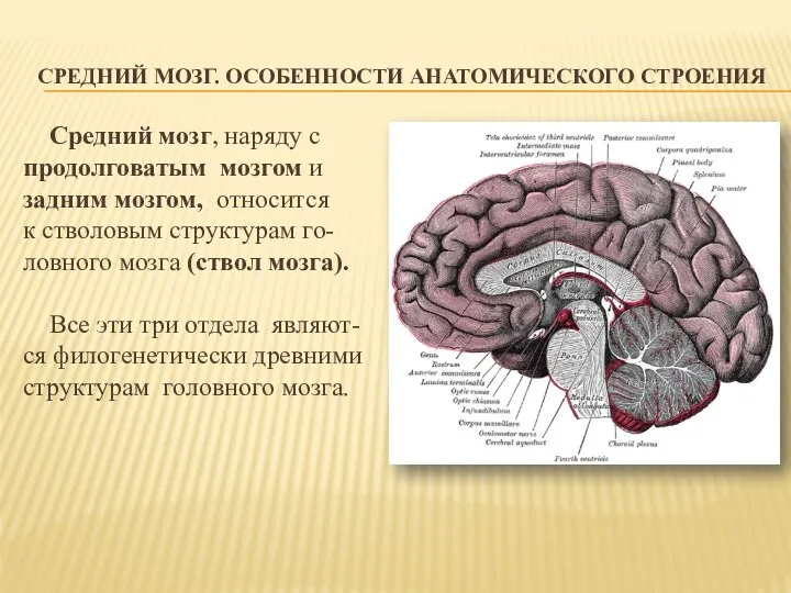 СРЕДНИЙ МОЗГ. ОСОБЕННОСТИ АНАТОМИЧЕСКОГО СТРОЕНИЯ Средний мозг, наряду с продолговатым мозгом и задним