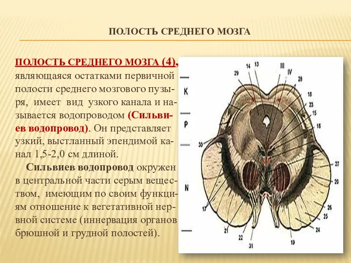 ПОЛОСТЬ СРЕДНЕГО МОЗГА ПОЛОСТЬ СРЕДНЕГО МОЗГА (4), являющаяся остатками первичной