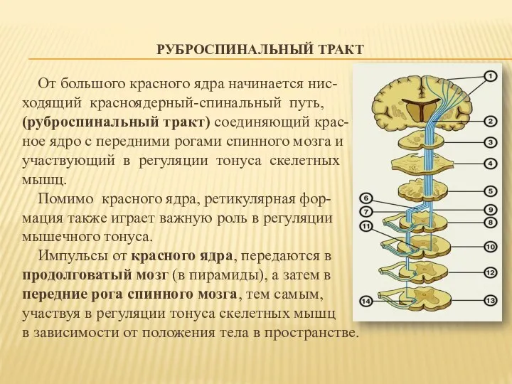 РУБРОСПИНАЛЬНЫЙ ТРАКТ От большого красного ядра начинается нис- ходящий красноядерный-спинальный путь, (руброспинальный тракт)