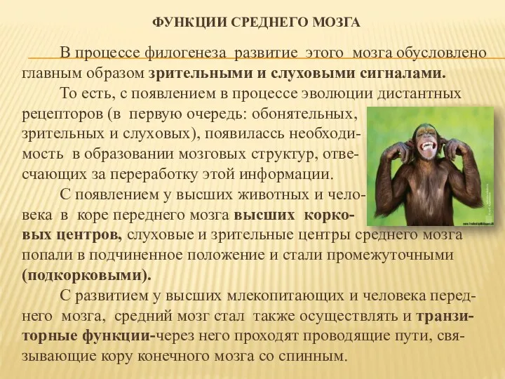 ФУНКЦИИ СРЕДНЕГО МОЗГА В процессе филогенеза развитие этого мозга обусловлено