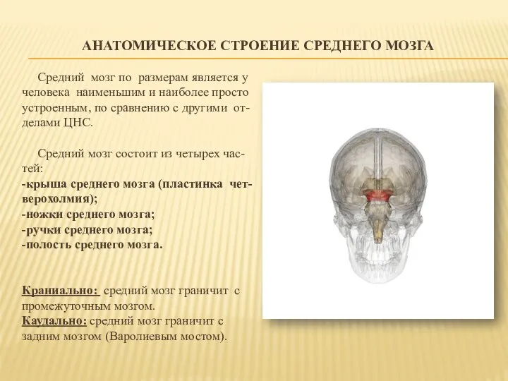 АНАТОМИЧЕСКОЕ СТРОЕНИЕ СРЕДНЕГО МОЗГА Средний мозг по размерам является у