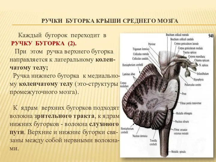 РУЧКИ БУГОРКА КРЫШИ СРЕДНЕГО МОЗГА Каждый бугорок переходит в РУЧКУ БУГОРКА (2). При