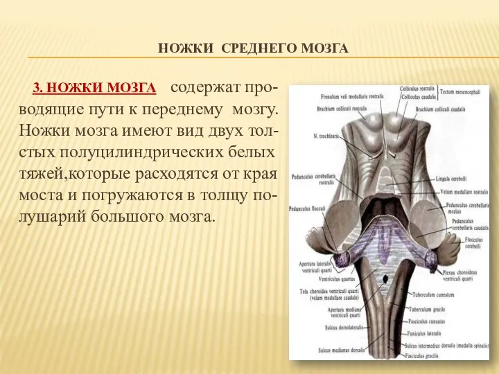 НОЖКИ СРЕДНЕГО МОЗГА 3. НОЖКИ МОЗГА содержат про- водящие пути