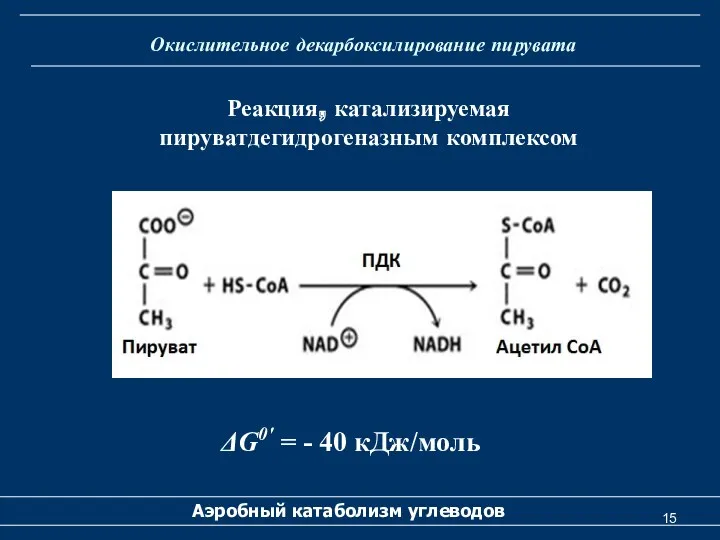 Окислительное декарбоксилирование пирувата Аэробный катаболизм углеводов Реакция, катализируемая пируватдегидрогеназным комплексом ΔG0′ = - 40 кДж/моль