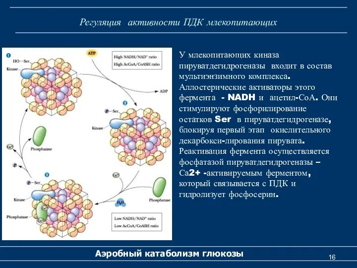 Регуляция активности ПДК млекопитающих Аэробный катаболизм глюкозы У млекопитающих киназа