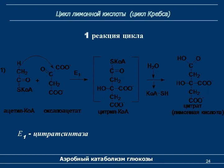 Цикл лимонной кислоты (цикл Кребса) Аэробный катаболизм глюкозы 1 реакция цикла Е1 - цитратсинтаза