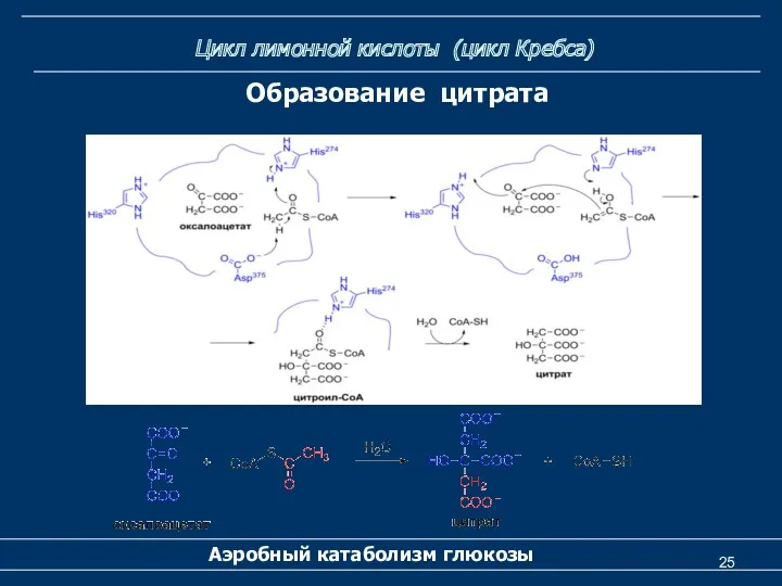 Цикл лимонной кислоты (цикл Кребса) Аэробный катаболизм глюкозы Образование цитрата