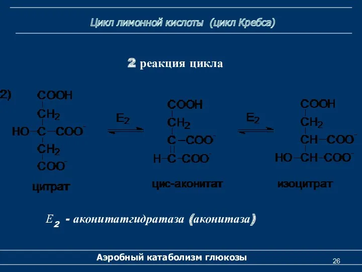 Цикл лимонной кислоты (цикл Кребса) Аэробный катаболизм глюкозы 2 реакция цикла Е2 - аконитатгидратаза (аконитаза)