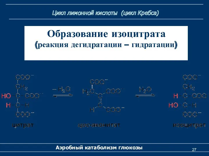 Цикл лимонной кислоты (цикл Кребса) Аэробный катаболизм глюкозы Образование изоцитрата (реакция дегидратации – гидратации)