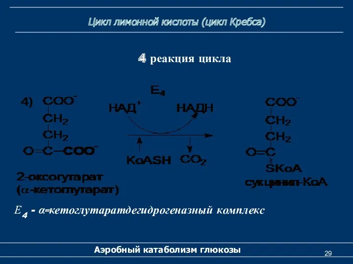 Цикл лимонной кислоты (цикл Кребса) Аэробный катаболизм глюкозы 4 реакция цикла Е4 - α-кетоглутаратдегидрогеназный комплекс
