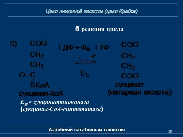 Цикл лимонной кислоты (цикл Кребса) Аэробный катаболизм глюкозы 5 реакция цикла Е5 - сукцинаттиокиназа (сукцинил-СоА-синтетатаза)