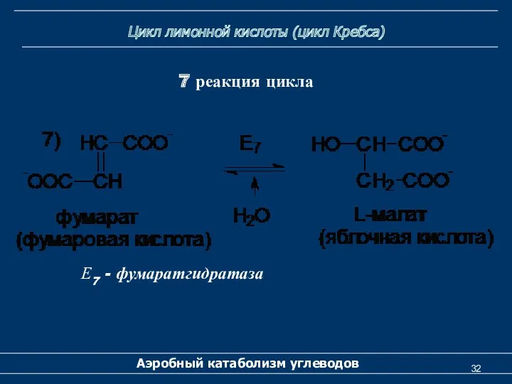 Цикл лимонной кислоты (цикл Кребса) Аэробный катаболизм углеводов 7 реакция цикла Е7 - фумаратгидратаза