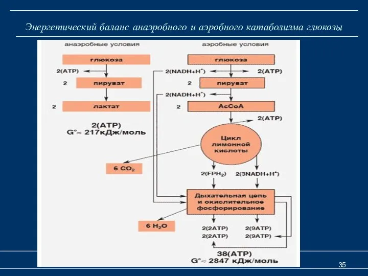 Аэробный катаболизм глюкозы Энергетический баланс анаэробного и аэробного катаболизма глюкозы