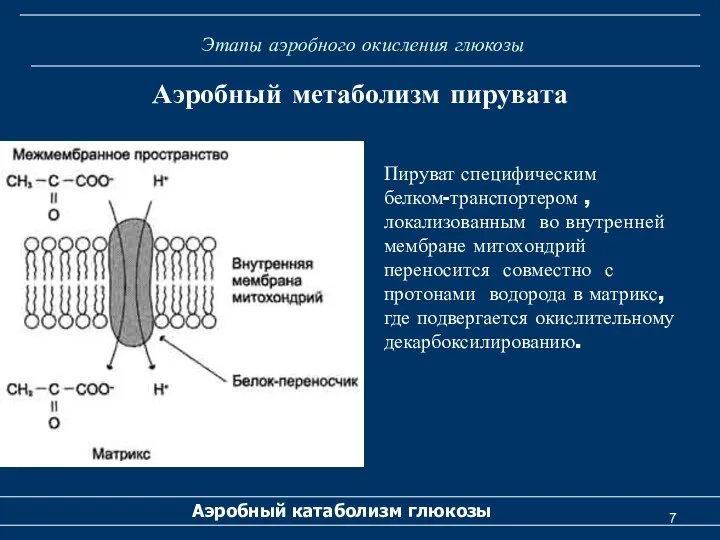 Этапы аэробного окисления глюкозы Аэробный катаболизм глюкозы Аэробный метаболизм пирувата