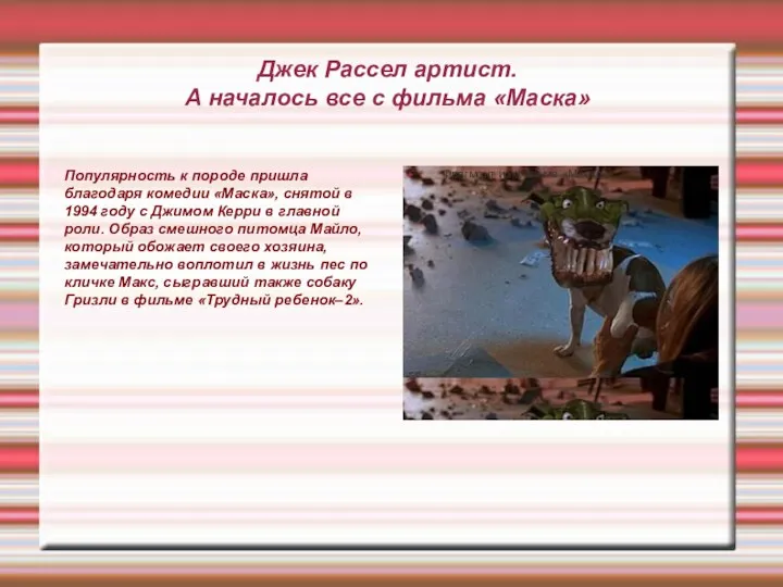 Популярность к породе пришла благодаря комедии «Маска», снятой в 1994