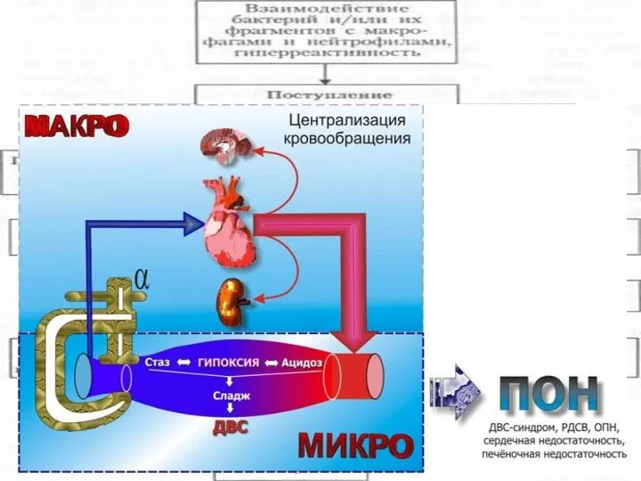 Схема патогенеза инфекционно-токсического шока